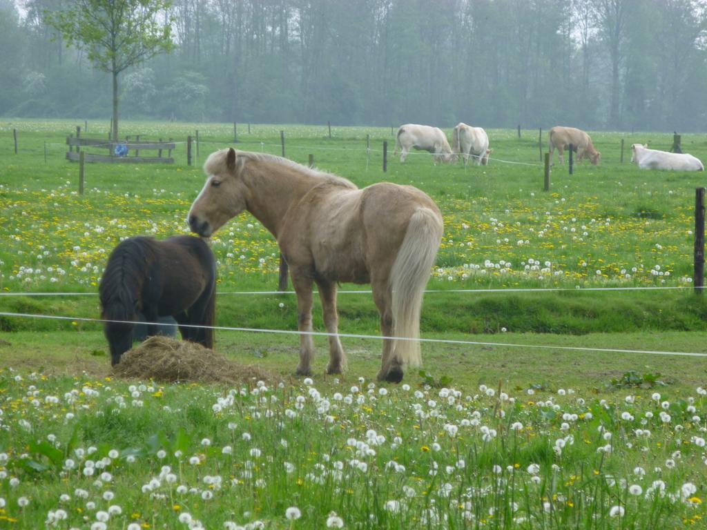 De Langenlee Bed & Breakfast Zwolle  Dış mekan fotoğraf